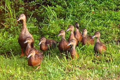 [Mom and the 9 ducklings walk through the tall grass with 9 of the ten bills pointed the same direction to the left. The ducklings are about half the size of the mother.]